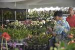 Más de 230 variedades de orquídeas en la cuarta exposición del Jardín Botánico de Santiago Más de 230 variedades de orquídeas en la cuarta exposición del Jardín Botánico de Santiago