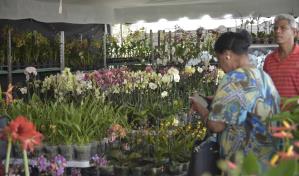 Más de 230 variedades de orquídeas en la cuarta exposición del Jardín Botánico de Santiago