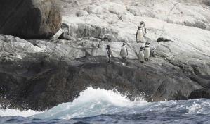 Humboldt, el pingüino insigne de Chile que la actividad humana aboca a la extinción Humboldt, el pingüino insigne de Chile que la actividad humana aboca a la extinción