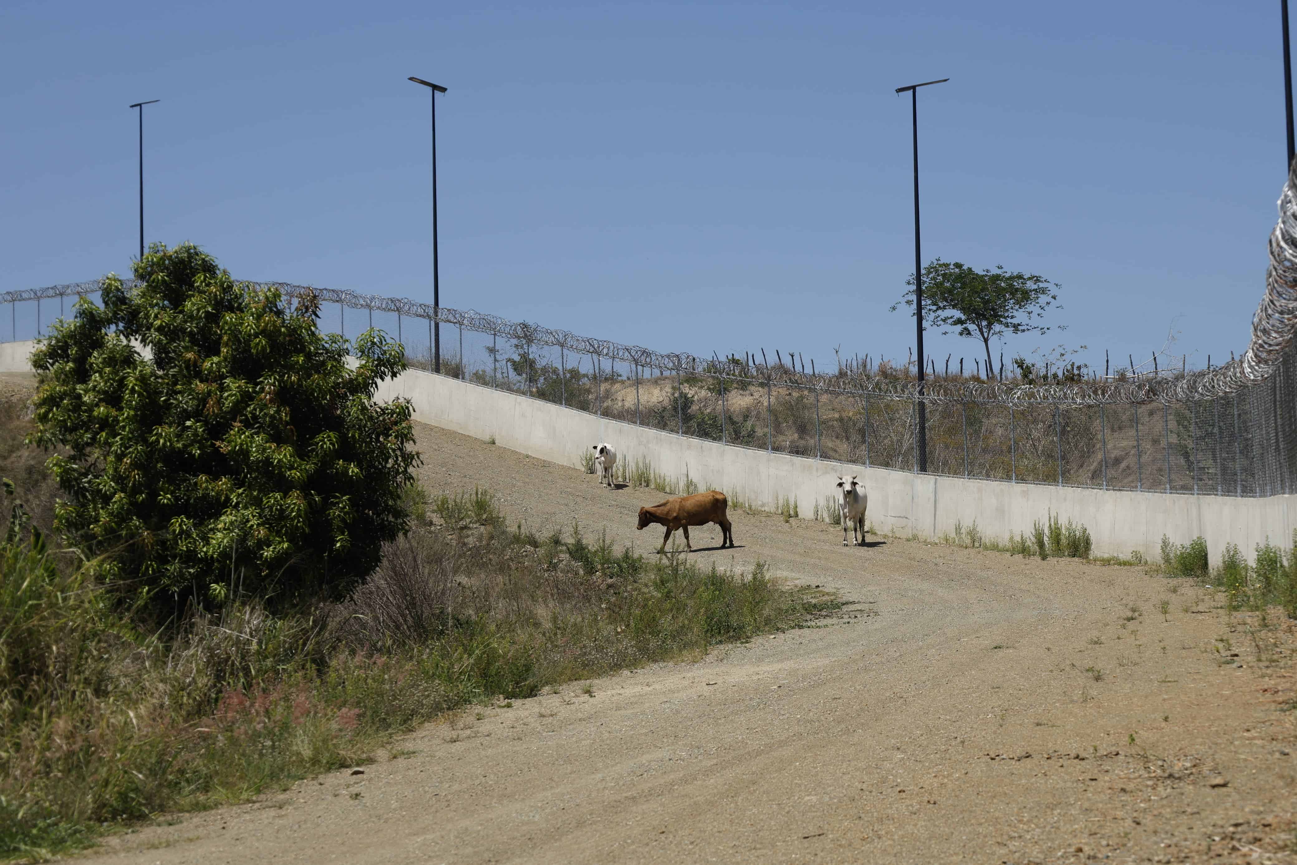 Vacas transitando libremente junto al tramo ya construido de la verja perimetral en Dajabón.