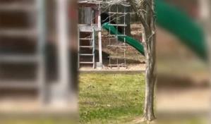 Un oso es visto en Connecticut jugando en la resbaladilla del patio trasero de una familia