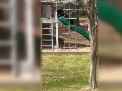 Osos en Simsbury: Increíble encuentro familiar
