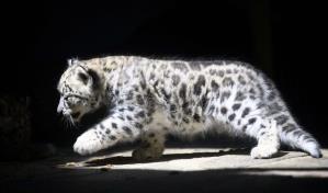 Nepal registra por primera vez 397 leopardos de las nieves en su territorio