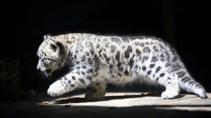 Nepal registra por primera vez 397 leopardos de las nieves en su territorio Nepal registra por primera vez 397 leopardos de las nieves en su territorio