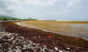 Francia y República Dominicana: Una alianza científica que también enfrenta el sargazo