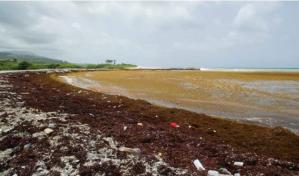 República Dominicana podría recibir 3.5 millones de toneladas de sargazo este año 