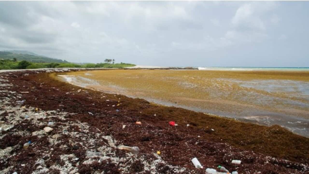 Sargazo en las costas de República Dominicana.