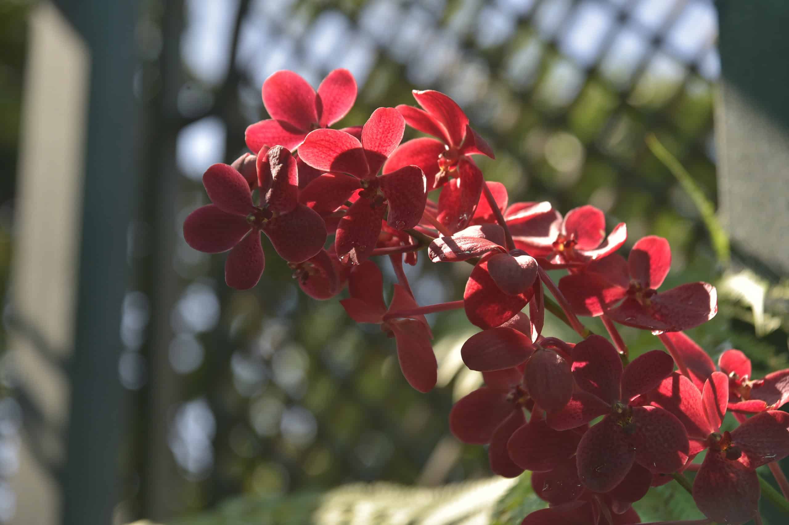 Flores rojas de orquídeas Vanda en exhibición durante el Festival en el Jardín Botánico de Santiago.