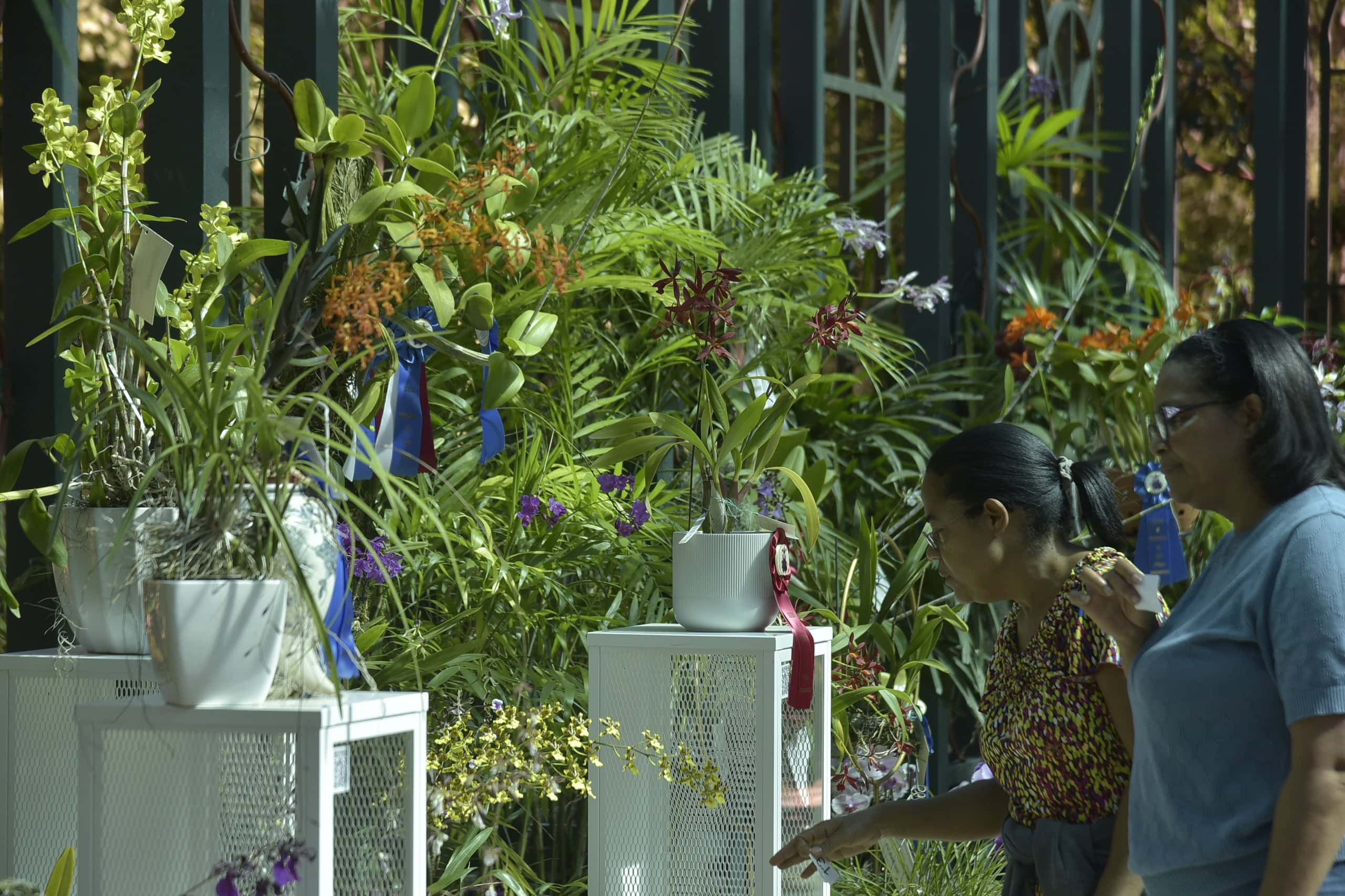 Asistentes en el festival de orquídeas en Santiago, apreciando las distintas variedades de plantas.