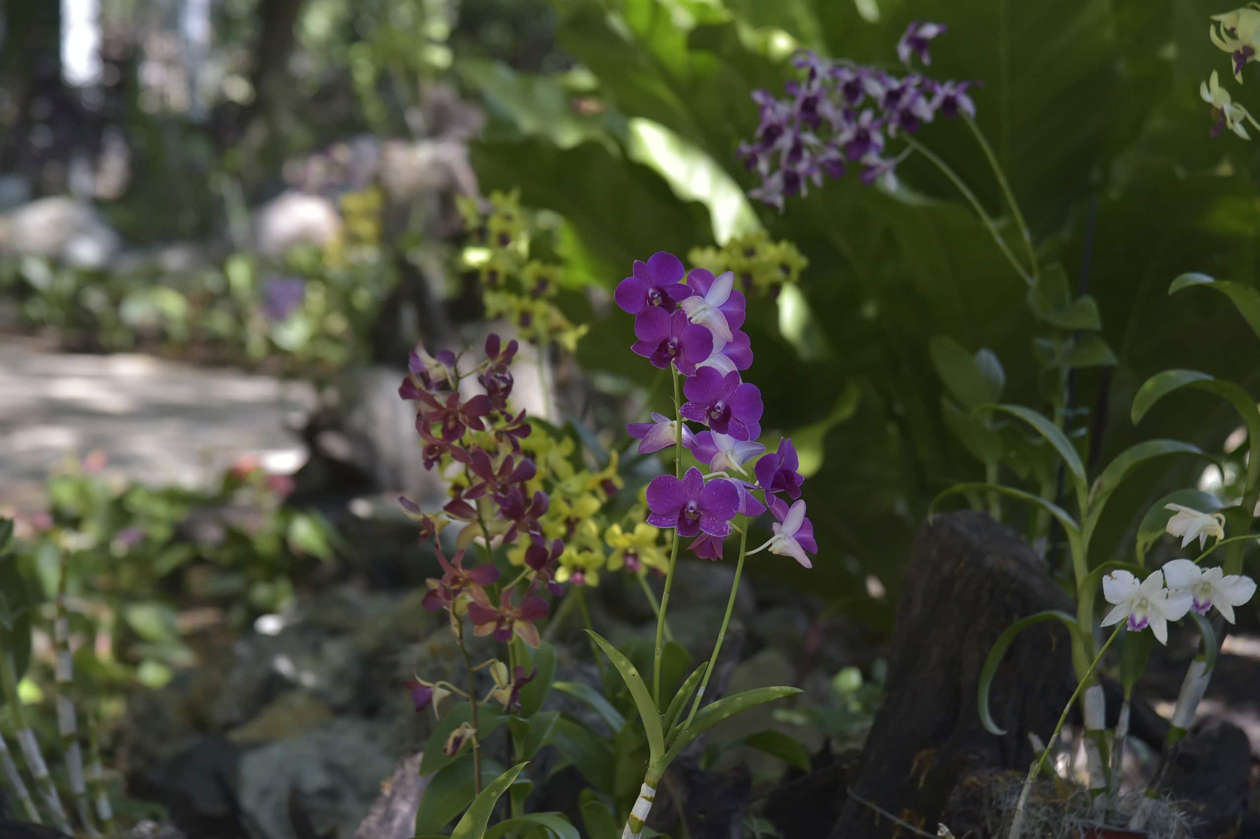 Imágenes de orquídeas en exhibición durante el festival en Snatiago.