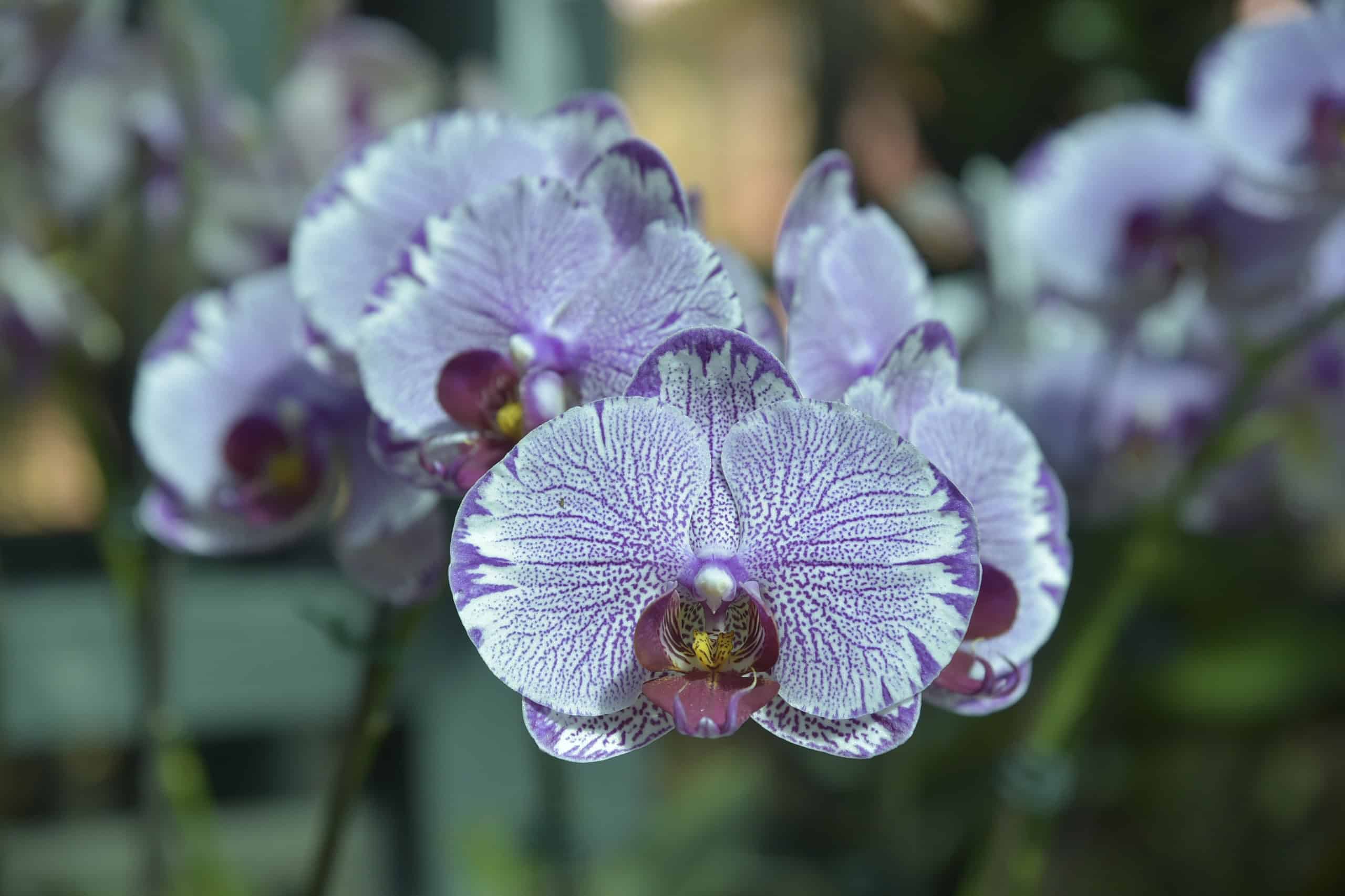Orquídea Doritaenopsis, exhibida durante el festival en el Jardín Botánico de Santiago.