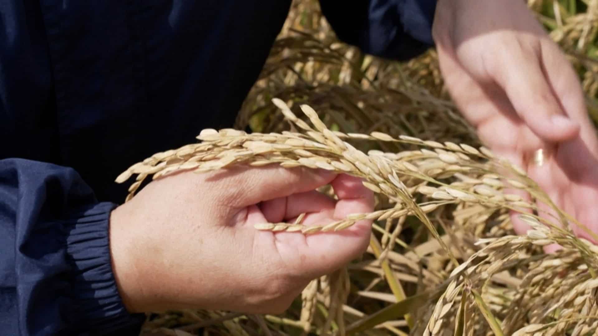 Nueva variedad de arroz, llamada Jaspe, no es un transgénico, sino el resultado del cruce de una semilla chilena y otra de origen ruso, que resiste mejor a climas extremos.<br>