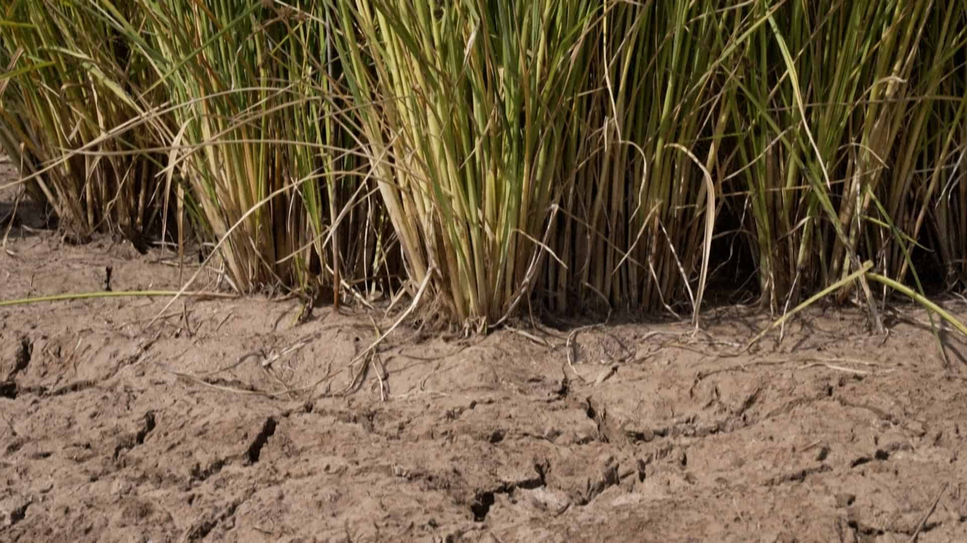 Nueva variedad de arroz, llamada Jaspe, no es un transgénico, sino el resultado del cruce de una semilla chilena y otra de origen ruso, que resiste mejor a climas extremos.<br>