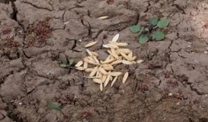 Chile desarrolla un arroz resistente capaz de adaptarse al cambio climático