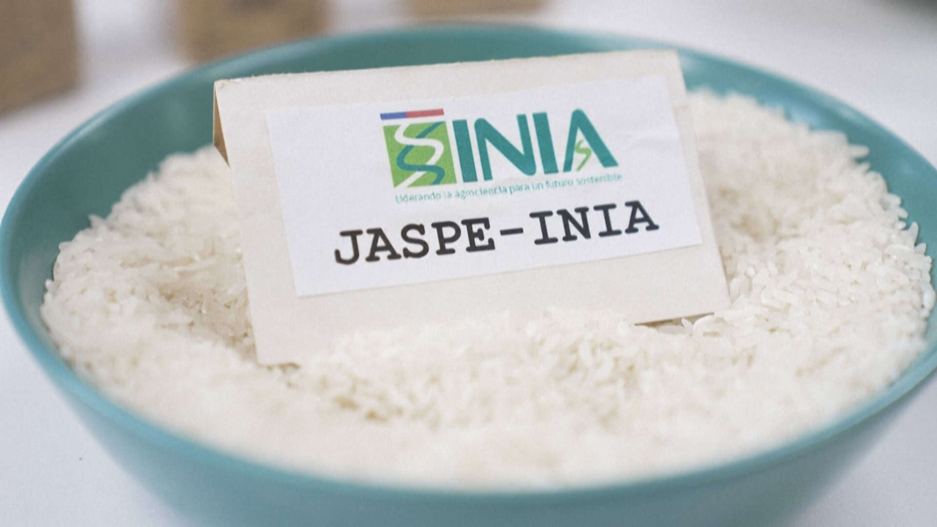 Nueva variedad de arroz, llamada Jaspe, no es un transgénico, sino el resultado del cruce de una semilla chilena y otra de origen ruso, que resiste mejor a climas extremos.<br>
