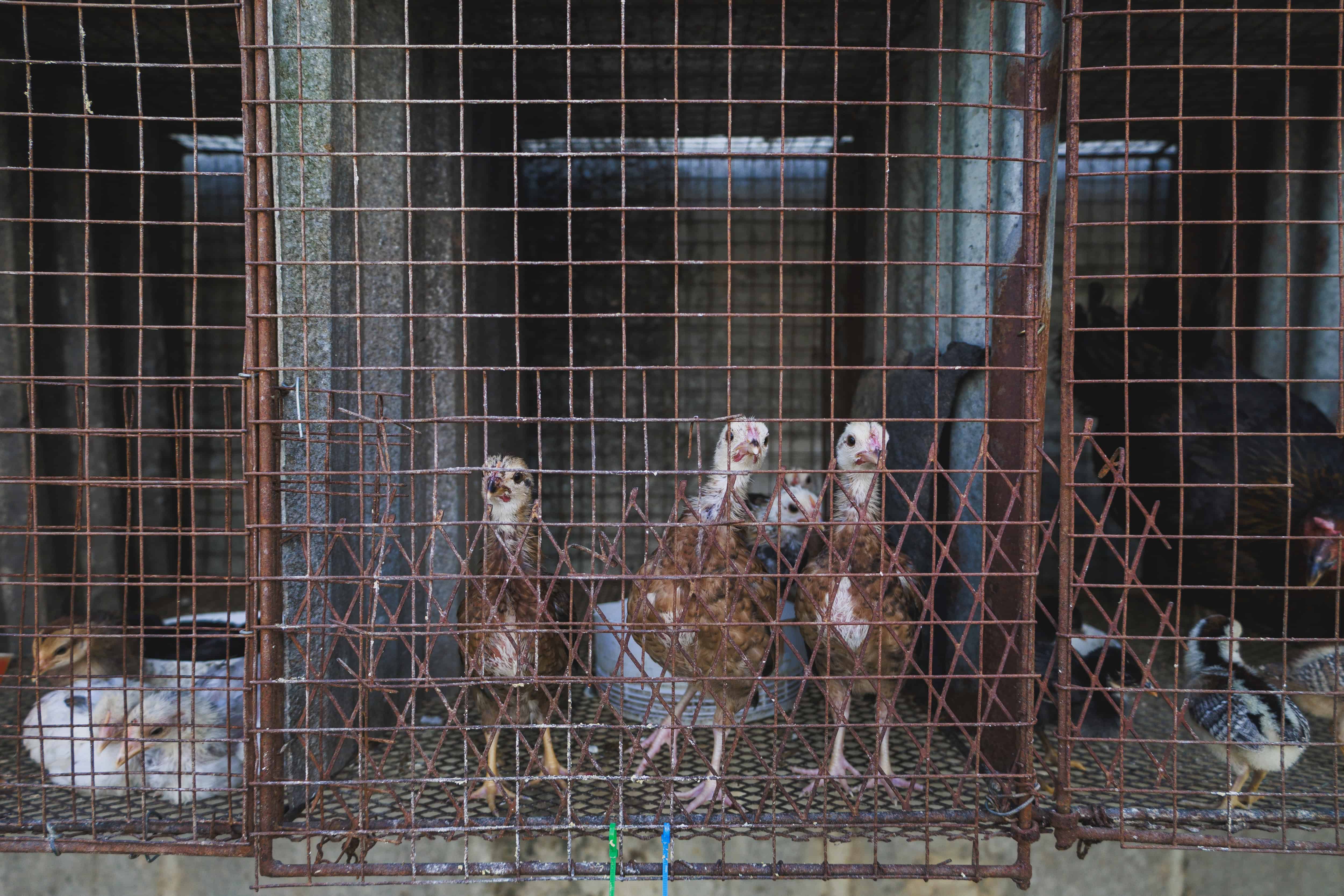 [object HTMLTextAreaElement]