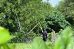 Migrante pasó ocho horas subido a un árbol para evitar ser arrestado por migración en EE. UU.