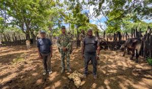 Ejército recupera 15 de 17 vacas robadas en La Ciénega, Dajabón