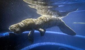 Un joven manatí reaviva la esperanza en Amazonía para esta especie en peligro