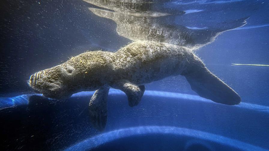 Un joven manatí reaviva la esperanza en Amazonía para esta especie en peligro Un joven manatí reaviva la esperanza en Amazonía para esta especie en peligro