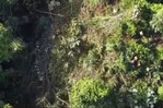 Tensión en Sánchez Ramírez por tala de árboles autorizada por Medio Ambiente a la Barrick