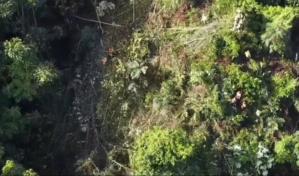 Tensión en Sánchez Ramírez por tala de árboles autorizada por Medio Ambiente a la Barrick