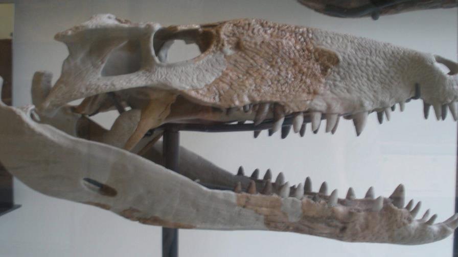 Descubren fósiles de un antiguo depredador prehistórico en Sabana Grande de Boyá Descubren fósiles de un antiguo depredador prehistórico en Sabana Grande de Boyá