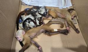 Pareja que viajaría a RD es detenida en Colombia con primates ocultos en sus partes íntimas