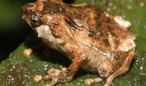 Expertas en México buscan en ranas moléculas para combatir enfermedades inflamatorias