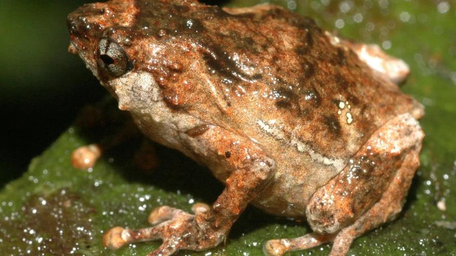 Expertas en México buscan en ranas moléculas para combatir enfermedades inflamatorias Expertas en México buscan en ranas moléculas para combatir enfermedades inflamatorias