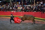 Entre fervor y cultura, arranca la tradicional corrida de toros en El Seibo