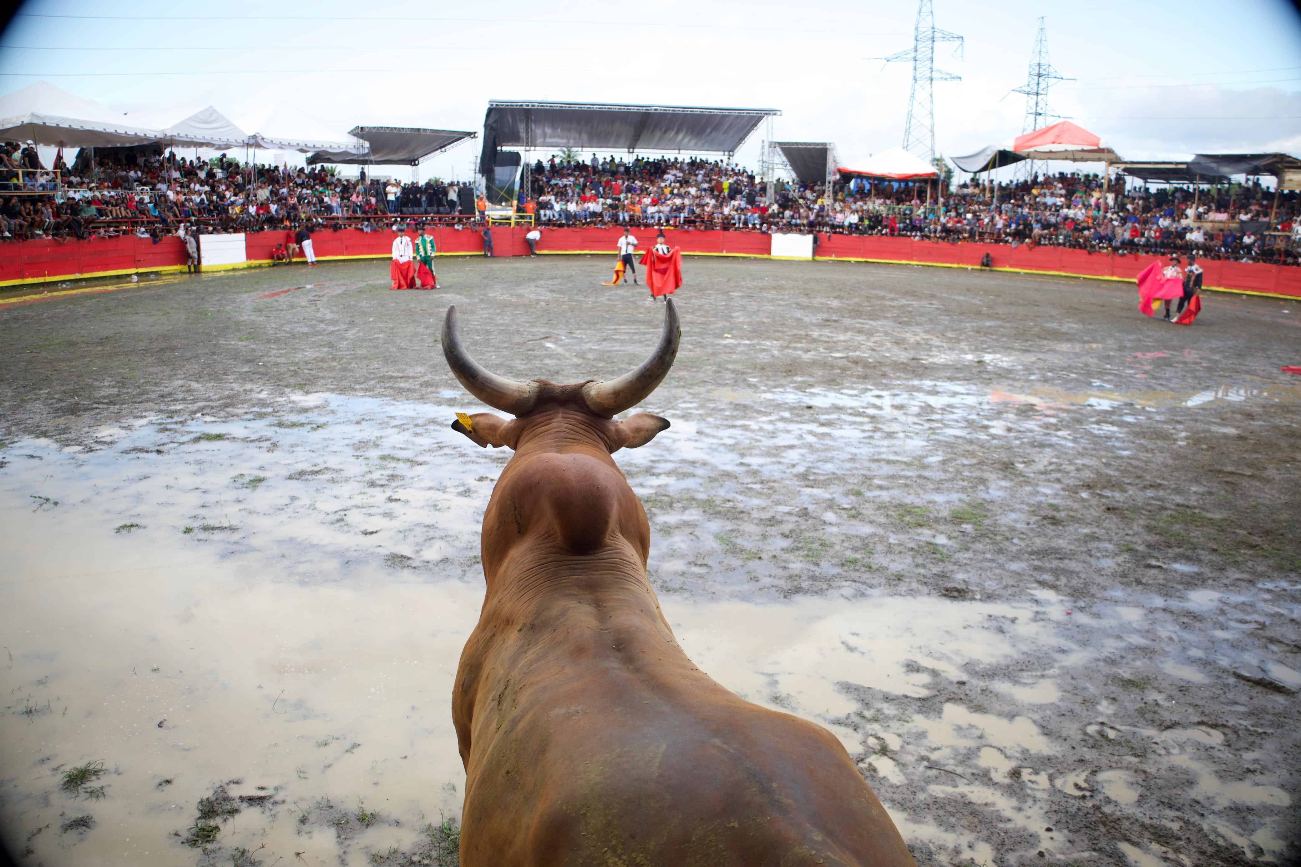 Un toro en la corrida.