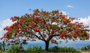 Flamboyanes en la frontera: ¿una invasión silente?