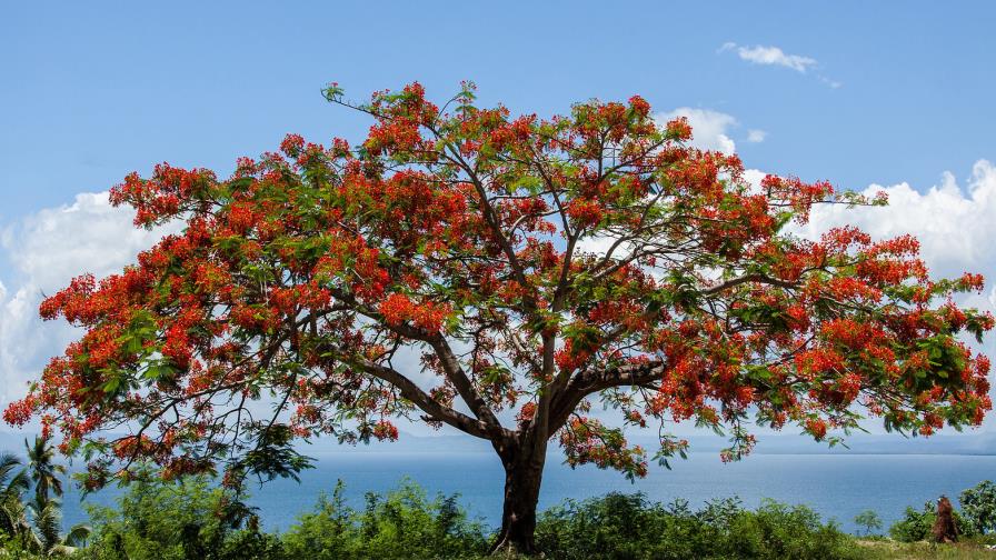 Flamboyanes en la frontera: ¿una invasión silente? Flamboyanes en la frontera: ¿una invasión silente?