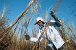 México ampliará sus exportaciones de azúcar a EE. UU. tras un aumento del 512 % en la demanda
