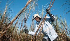 M&eacute;xico ampliar&aacute; sus exportaciones de az&uacute;car a EE. UU. tras un aumento del 512 % en la demanda