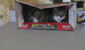 Acusan a hombre de NY tras encontrar más de 20 gatos muertos en su casa