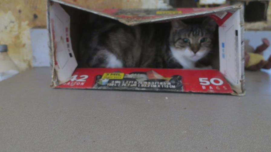 Acusan a hombre de NY tras encontrar más de 20 gatos muertos en su casa Acusan a hombre de NY tras encontrar más de 20 gatos muertos en su casa