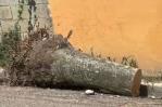 Un hombre muere y mujer resulta herida tras caerles mata de palma en Santiago