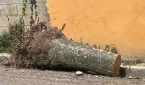 Un hombre muere y mujer resulta herida tras caerles mata de palma en Santiago