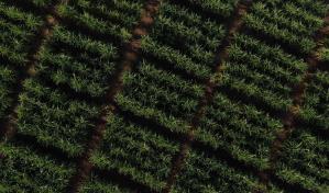 Casa Brugal, primer productor de ron dominicano certificado por Bonsucro