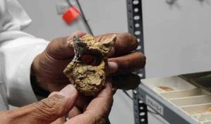 Fósiles hallados en República Dominicana aportan datos sobre pasado de la isla