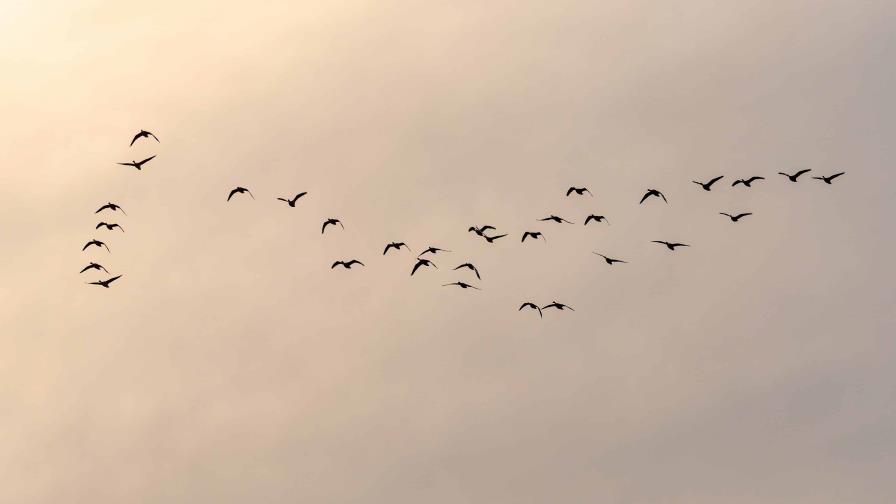 Una buena planificación urbana, clave para crear ciudades amigables con las aves Una buena planificación urbana, clave para crear ciudades amigables con las aves