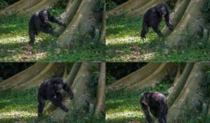 Al igual que los humanos, los chimpancés tamborilean