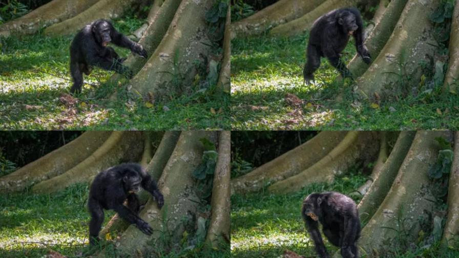 Al igual que los humanos, los chimpancés tamborilean Al igual que los humanos, los chimpancés tamborilean