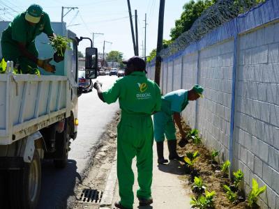 Digecac siembra más de 1,200 plantas en pared de la Fuerza Aérea
