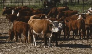 EE. UU. suspenderá exportaciones de ganado mexicano durante 15 días por tema de gusano barrenador