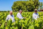 El tabaco dominicano llega a 148 países y se expande, según Intabaco