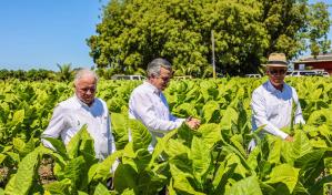 El tabaco dominicano llega a 148 países y se expande, según Intabaco