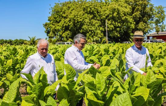 El tabaco dominicano llega a 148 países y se expande, según Intabaco